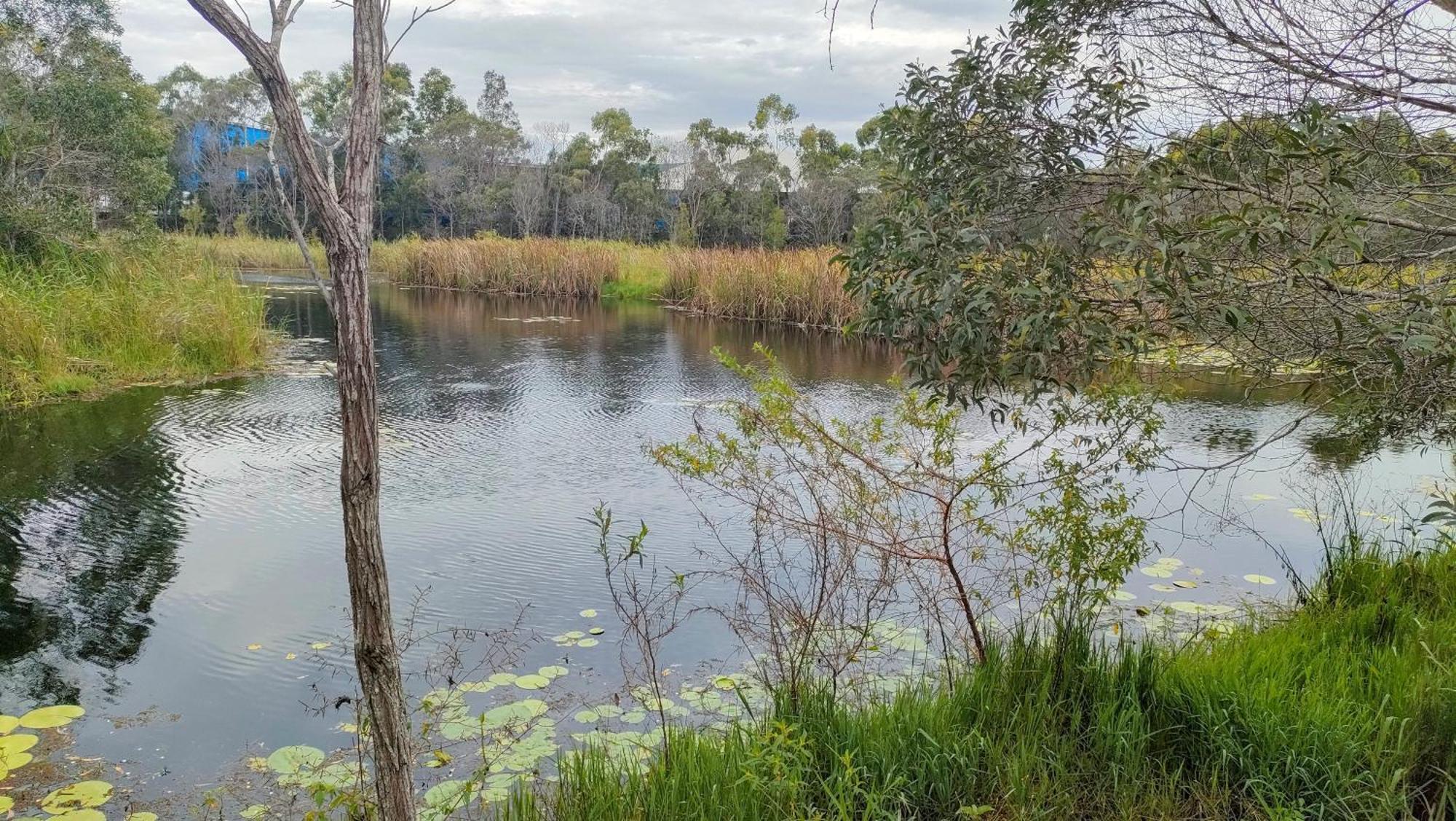 The Woodlands Hideaway - Premium Acreage Guesthouse Browns Plains Esterno foto