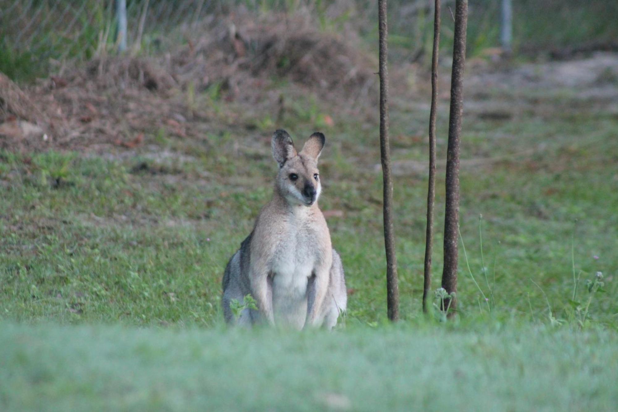 The Woodlands Hideaway - Premium Acreage Guesthouse Browns Plains Esterno foto